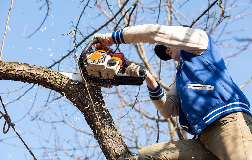 The Importance Of Regular Tree Maintenance For San Antonio Homeowners
